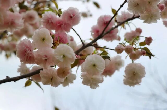 揭阳市揭西樱山花谷