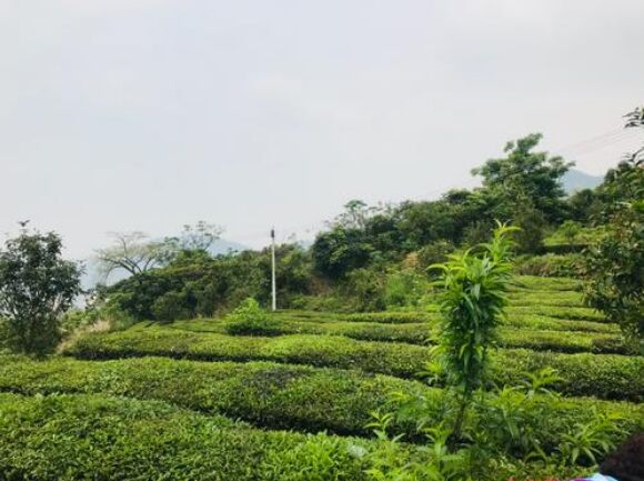 潮汕旅游风景|揭阳旅游之玉湖山生态茶园