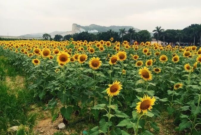 汕头沟南许地旅游区