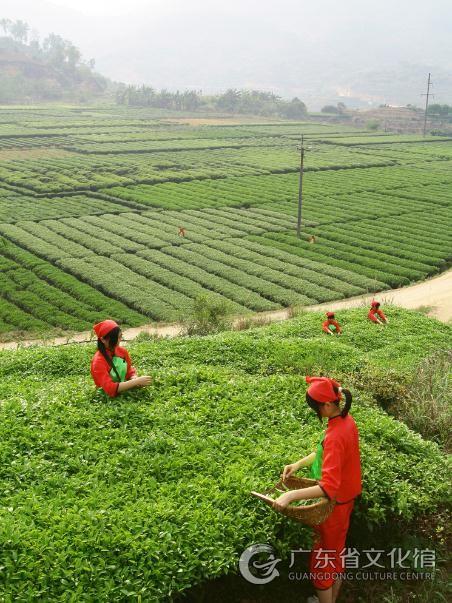 潮汕工艺|玉湖炒茶制作技艺