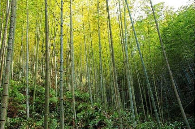 潮汕旅游风景|潮州水坑原始森林