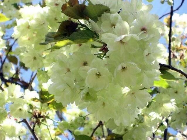 揭阳市揭西樱山花谷